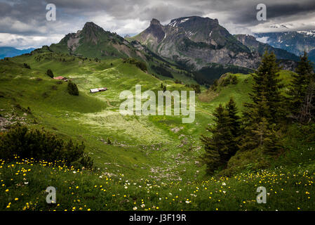 Schynige Platte in der Schweiz ist eines der höchsten Weiden in Europa Stockfoto