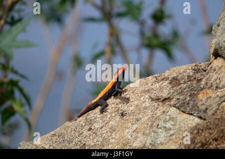 Eidechse auf Felsen Stockfoto