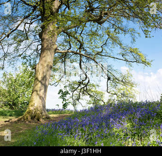 Englischen Bluebells in einem alten Buche und Eiche Holz. Oxfordshire, England Stockfoto