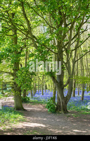 Englischen Bluebells in einem alten Buche und Eiche Holz. Oxfordshire, England Stockfoto