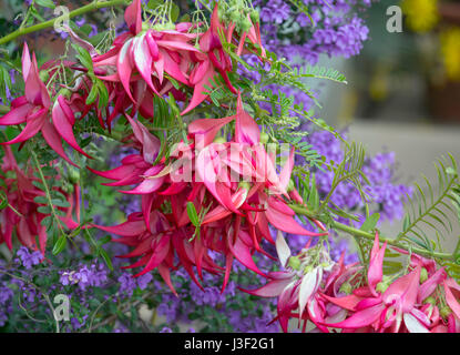 Clianthus Puniceus Kaka König Stockfoto