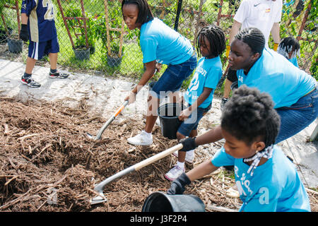 Miami Florida, Little Haiti, Stadtteile im Bloom Butterfly Garden, Freiwillige Freiwillige Freiwillige arbeiten als Arbeiter, arbeiten zusammen, um Hilfe zu leisten Stockfoto