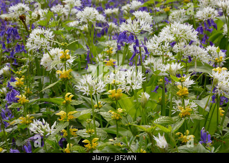 Bärlauch Allium Ursinum wächst unter den gelben Erzengel und Glockenblumen in Norfolk Wald Stockfoto