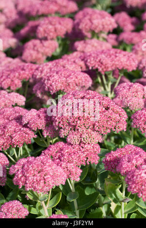 Hylotelephium. Sedum spectabile Blumen im Herbst. Stockfoto