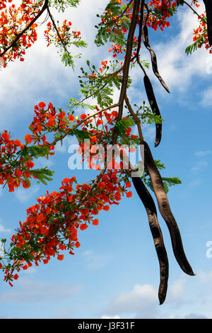 Miami Beach Florida, Alton Road, Royal Poinciana, extravaganter Baum, scharlachrote Blume, Blume, Zierpflanze, Blätter, Zweige, Delonix regia, Hülsen, Samen, FL080707038 Stockfoto