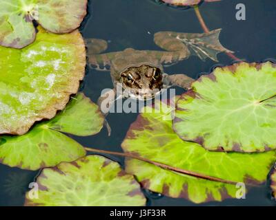 Brauner Frosch im Teich mit Kopf ragte aus dem Wasser, die Seerosen. Paris, Frankreich. Stockfoto