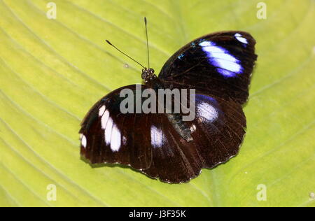 Männliche große gemeinsame Eggfly Schmetterling (Hypolimnas Bolina) zeigt schillernde Auge Flecken am Innenflügel. Reichweite: Indien, Indonesien, Australien & Neuseeland Stockfoto