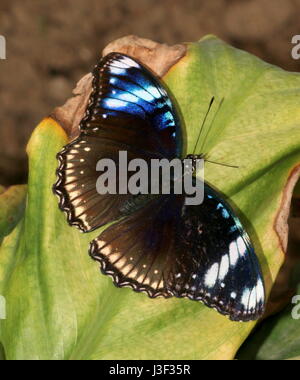 Große gemeinsame Eggfly Schmetterling (Hypolimnas Bolina), möglicherweise ein Hybrid, der auch klar hervorgeht, sowohl männliche als auch weibliche Eigenschaften. Stockfoto