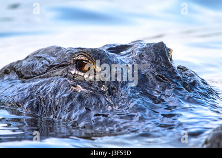 Ein 12 Fuß Alligator patrouilliert das Wasser in die Everglades. Dies war eine 12 Fußzeile und Treffpunkte der gleichen Gegend. Stockfoto