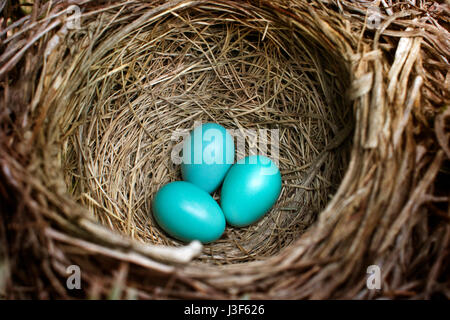 Vögel nisten (american Robin) mit drei blauen Eiern.