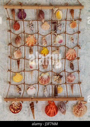 Verschiedene Muscheln an die Wand hängen. Stockfoto