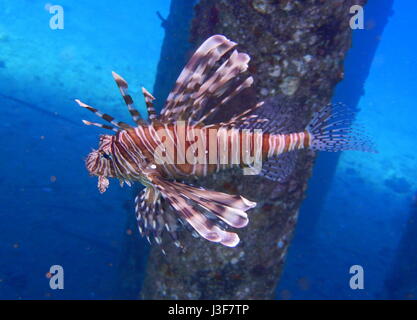 Die buntesten Rotfeuerfisch im besten Korallenriff je gesehen. Coomon Rotfeuerfische, Pterois Miles, Aqaba, Rotes Meer, Jordanien, Naher Osten, Asien Stockfoto
