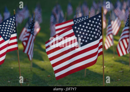 Mehrere amerikanische Flaggen auf dem Rasen Stockfoto