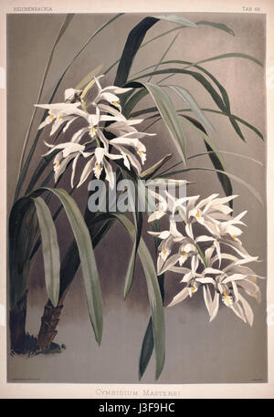 Frederick Sanders „Reichenbachia II“ Platte 66 (1890) zeigt die Orchideenart Cymbidium mastersi, die ihre zarte Struktur und lebendige Färbung zeigt. Die Illustration zeigt die botanische Kunst und die wissenschaftliche Untersuchung von Orchideen im späten 19. Jahrhundert. Stockfoto