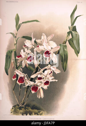 Friedrich Sander Reichenbachia II Platte 50 (1890) Dendrobium Leechianum Stockfoto