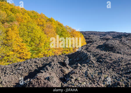 Lavafeld um den Rest des Waldes zeigt Strömung vom Ausbruch des Ätna, der höchste aktive Vulkan in Europa, Sizilien, Italien. Stockfoto