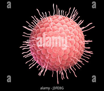 Varizella-Zoster-Virus oder Varicella - Zoster-Virus (VZV) ist eine der acht Herpesviren infizieren Menschen und Wirbeltieren bekannt. 3D illustration Stockfoto