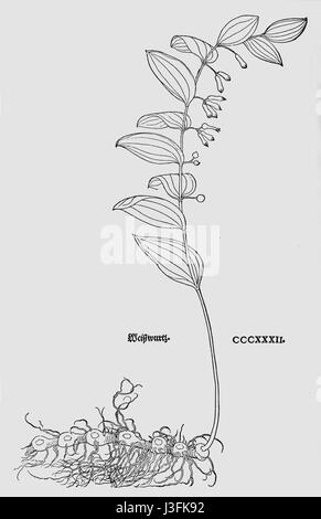 Fuchs 1543 P. multiflorum Stockfoto