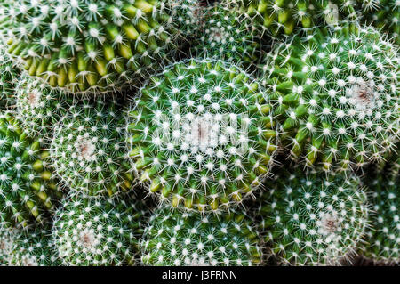 Selektiven Fokus Closeup Draufsicht auf Golden Barrel Cactus (Echinocactus Grusonii) Cluster gedreht. eine bekannte Arten von Kakteen, endemisch in mittleren Osten Stockfoto