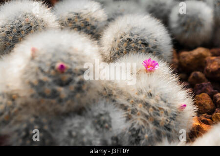 Selektiven Fokus Closeup auf blühende rosa alte Dame Kaktusblüte (Mammillaria Hahniana) gedreht. Es ist vom späten Nachmittag Sonnenlicht berührt. Der Kaktus waren Stockfoto