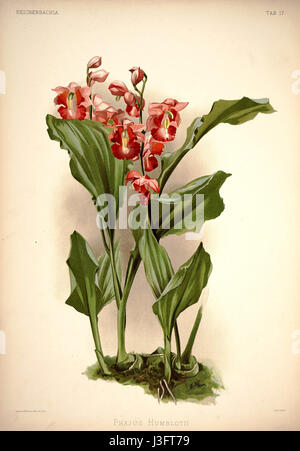 Dieses Bild zeigt eine botanische Illustration aus „Reichenbachia I“ von Friedrich Sander, die Phajus humblotii, eine Orchideenart, auf Platte 17 aus dem Jahr 1888 zeigt. Stockfoto
