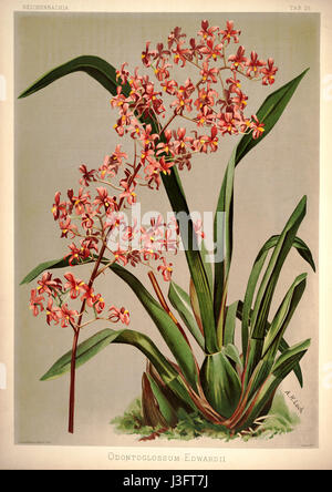 Platte 26 aus „Reichenbachia I“ von Friedrich Sander (1888) mit der Orchidee Odontoglossum edwardii, eine detaillierte botanische Darstellung dieser Art. Stockfoto