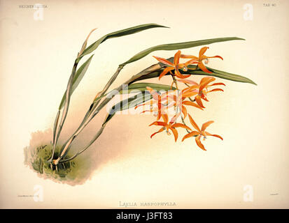 Eine Illustration aus *Reichenbachia I* von Frederick Sander, veröffentlicht 1888, die *Laelia harpophylla*, eine Orchideenart, mit komplizierten botanischen Details zeigt. Stockfoto