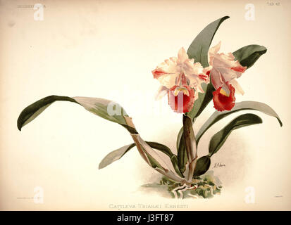 Diese Platte aus Frederick Sanders Werk „Reichenbachia I“ (1888) zeigt Cattleya trianae ernesti, eine Orchideenart, die für ihre lebhafte Färbung und Schönheit bekannt ist. Stockfoto