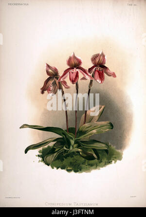 Diese Platte aus Frederick Sanders Reichenbachia II Serie zeigt die Orchideenart Cypripedium tautzianum, eine schöne und seltene Blume. Das Kunstwerk hebt die komplizierten Details dieser Pflanze hervor, die für ihre besondere Form und Farben bekannt ist. Stockfoto