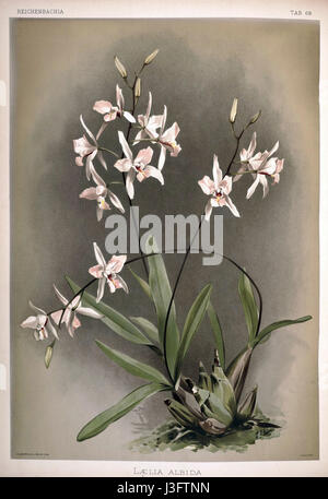 Frederick Sanders Reichenbachia II Plate 68 (1890) zeigt eine Illustration von Laelia albida, einer Orchideenart. Sanders Werk wird für seine detaillierten botanischen Illustrationen gefeiert. Stockfoto