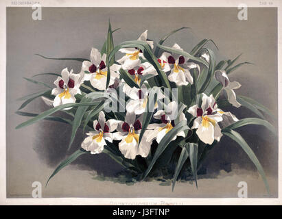 Frederick Sanders „Reichenbachia II“ Platte 69, veröffentlicht 1890, zeigt die Orchideenart Odontoglossum roezlii. Die detaillierte Abbildung zeigt die einzigartige Struktur und Färbung dieser Orchidee, die für ihr unverwechselbares Aussehen und ihre weitverbreitete Attraktivität unter Orchideenliebhabern bekannt ist. Stockfoto