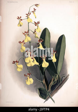 Diese Illustration aus „Reichenbachia II“ von Frederick Sander zeigt die Orchideenart Oncidium splendidum. Das Werk, das 1890 veröffentlicht wurde, ist für seine detaillierten botanischen Illustrationen von Orchideen von Bedeutung. Stockfoto