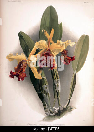 Frederick Sanders botanische Illustration von 1890, Reichenbachia II Platte 80, zeigt die Orchideenart Cattleya dowiana var. Chrysotoxa. Diese botanische Arbeit ist für ihre detaillierte Darstellung von Orchideenarten von Bedeutung und trägt zur Erforschung der Flora bei. Stockfoto