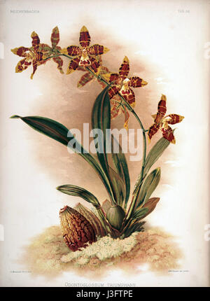 Friedrich Sander Reichenbachia II Platte 86 Odontoglossum Triumphans (1890) Stockfoto