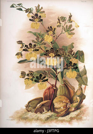 Diese botanische Illustration von Frederick Sander zeigt das Oncidium tigrinum, eine Orchideenart aus Reichenbachia II (1890). Sie hebt die detaillierte und künstlerische Darstellung der einzigartigen Merkmale der Blume hervor. Stockfoto