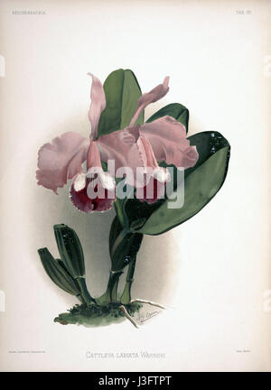 Frederick Sanders botanische Illustration aus „Reichenbachia II“ zeigt Cattleya labiata warneri, eine Vielzahl von Orchideen, die für ihre besondere Schönheit bekannt sind. Diese Platte aus dem Jahr 1890 unterstreicht die komplizierte Blumenstruktur und die zarte Färbung der Pflanze, ein bedeutender Beitrag zum Studium der Orchideen im späten 19. Jahrhundert. Stockfoto