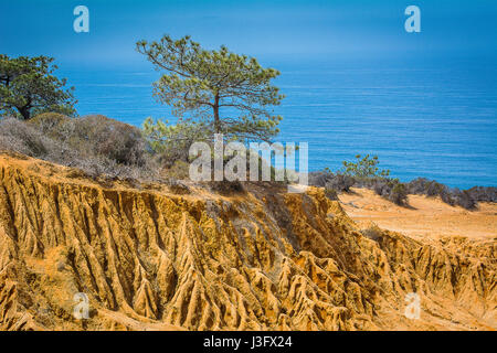 Torrey Pines State Natural Reserve trail Stockfoto