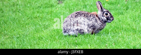 Pelzigen Kaninchen Stockfoto