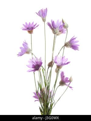 Bündel von Blütenpflanzen (Strohblume) isoliert auf weißem Hintergrund.   Xeranthemum Annuum. Geringe Schärfentiefe. Selektiven Fokus Stockfoto