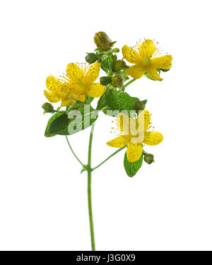 Close-up auf Blumen von Saint Johanniskraut (Hypericum Perforatum), isoliert auf weißem Hintergrund. Seitenansicht Stockfoto