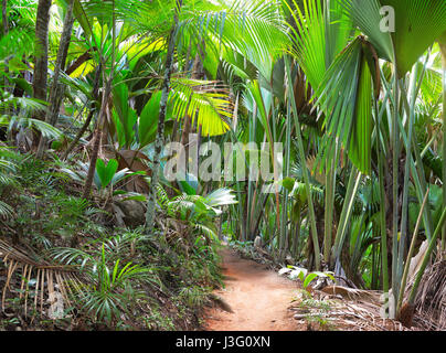 Fußweg in das Vallee De Mai Palmenwald (Mai-Tal), Insel Praslin, Seychellen Stockfoto