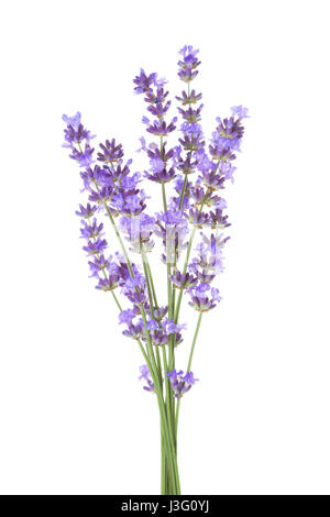 Bündel von Lavendel isoliert auf weißem Hintergrund. Stockfoto