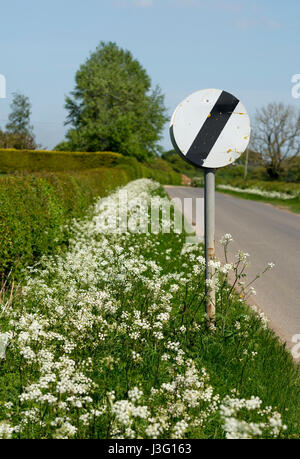 Ende der Geschwindigkeitsbegrenzung Zeichen auf einer Landstraße mit Kuh Petersilie wächst am Rande, Warwickshire, UK Stockfoto