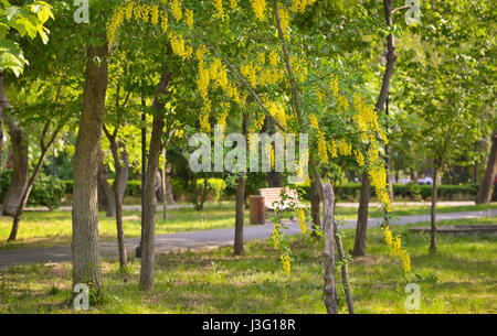 Golden Shower Cassia Fistula Blume gelb Stockfoto