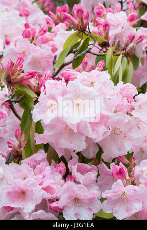 Rhododendron Loderi Stockfoto