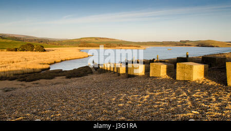 Eine Linie des zweiten Weltkriegs Tank fallen Formen der defensiven Linie über Chesil Beach in Abbotsbury auf Englands Jurassic Coast. Stockfoto