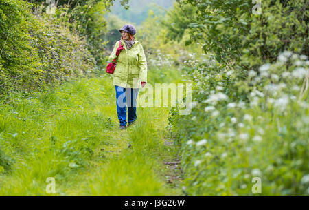 Landschaft zu Fuß. Ältere Dame zu Fuß auf einem grasbewachsenen Landschaft Wanderweg im Frühjahr im Vereinigten Königreich. Stockfoto