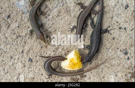 Madeiras Wand Eidechse eine Banane essen Stockfoto