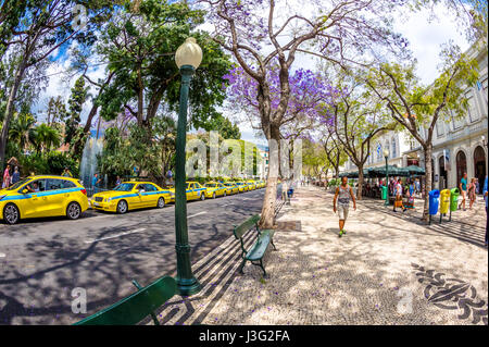 Die Avenida Arriaga Straße und Fußgängerzone in der Stadt Funchal Madeira Stockfoto