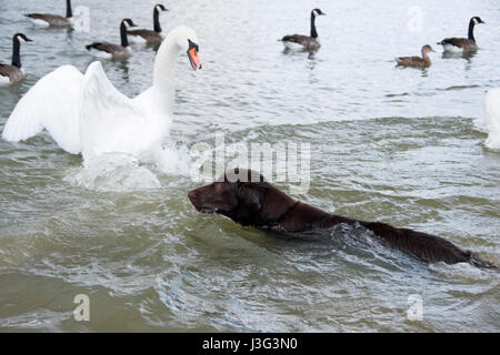 Rotherham, South Yorkshire, Großbritannien: Ein aus Leine sorgen Hund die Schwäne wie er im See am 1. Mai in Rother Valley Country Park schwimmt Stockfoto